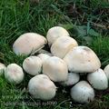 Agaricus_arvensis_aj4090