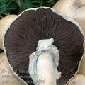 Agaricus_arvensis_aj4096