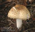 Agaricus_augustus_ac2114