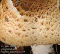 Agaricus_augustus_ac2119