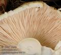 Agaricus_augustus_ac2121