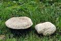 Agaricus_bernardii_bv6755