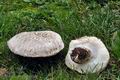 Agaricus_bernardii_bv6760