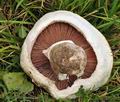 Agaricus_bernardii_bv7074