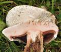 Agaricus_bernardii_bv7080