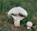 Agaricus_campestris_8502