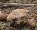 Agaricus_silvaticus_UK:_Red-staining_Wood_mushroom_DK:_Lille_Blod_Champignon_FI:_Tapionherkkusieni_Tapion_herkkusieni_FR:_Agaric_des_forêts_NL:_Schubbige_boschampignon_IT:_Prataiolo_Agarico_dei_boschi_HU:_Fenyvescsiperke_DE:_Waldchampignon_Wald-champignon)_PL:_pieczarka_lśniąca_SK:_Pečiarka_lesná_CZ:_žampion_lesní_ES:_Psalliota_Silvática_Algáricus_de_los_bosques_SE:_Skogschampinjon_SYN:_Psalliota_sylvaticus_silvatica_NO:_Blodsjampinjong