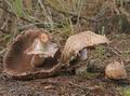 Agaricus_silvaticus_a8669