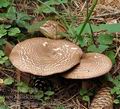 Agaricus_silvaticus_be3699