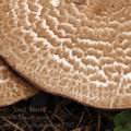 Agaricus_silvaticus_be3702