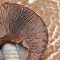 Agaricus_silvaticus_be3706