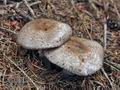 Agaricus_silvaticus_cr5600