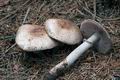 Agaricus_silvaticus_cr5612s