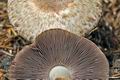 Agaricus_silvaticus_cr5621