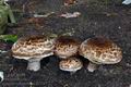 Agaricus_subperonatus_bv3737