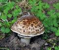 Agaricus_subperonatus_bv3738