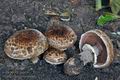 Agaricus_subperonatus_bv3755