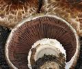 Agaricus_subperonatus_bv3763