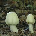 Agaricus_sylvicola_ai8784