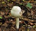 Agaricus_xanthodermus_bv3000