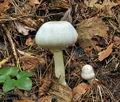 Agaricus_xanthodermus_bv3394