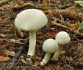 Agaricus_xanthodermus_bv3503