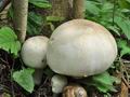 Agaricus_xanthodermus_cd0118