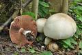 Agaricus_xanthodermus_cd0123