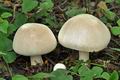 Agaricus_xanthodermus_cd0127