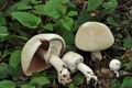 Agaricus_xanthodermus_cd0128