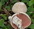 Agaricus_xanthodermus_cd0140s