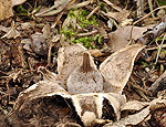 geastrum_elegans_be0770