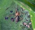 Agelena_labyrinthica_ai0889