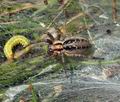 Agelena_labyrinthica_bk5422