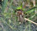 Agelena_labyrinthica_bk5425