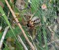 Agelena_labyrinthica_bk5435