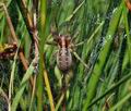 Agelena_labyrinthica_bk5437