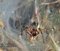 Agelena_orientalis_jj3381