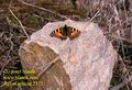 Aglais_urticae_2572