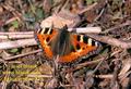 Aglais_urticae_329