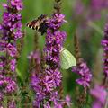 Aglais_urticae_af4459