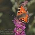 Aglais_urticae_af4924