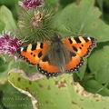 Aglais_urticae_af5813