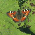 Aglais_urticae_af7643