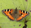 Aglais_urticae_af7678