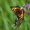 Aglais_urticae_be0426