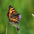 Aglais_urticae_be0437