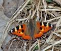 Aglais_urticae_bf0158