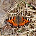 Aglais_urticae_bf0160