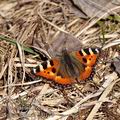 Aglais_urticae_bf0175